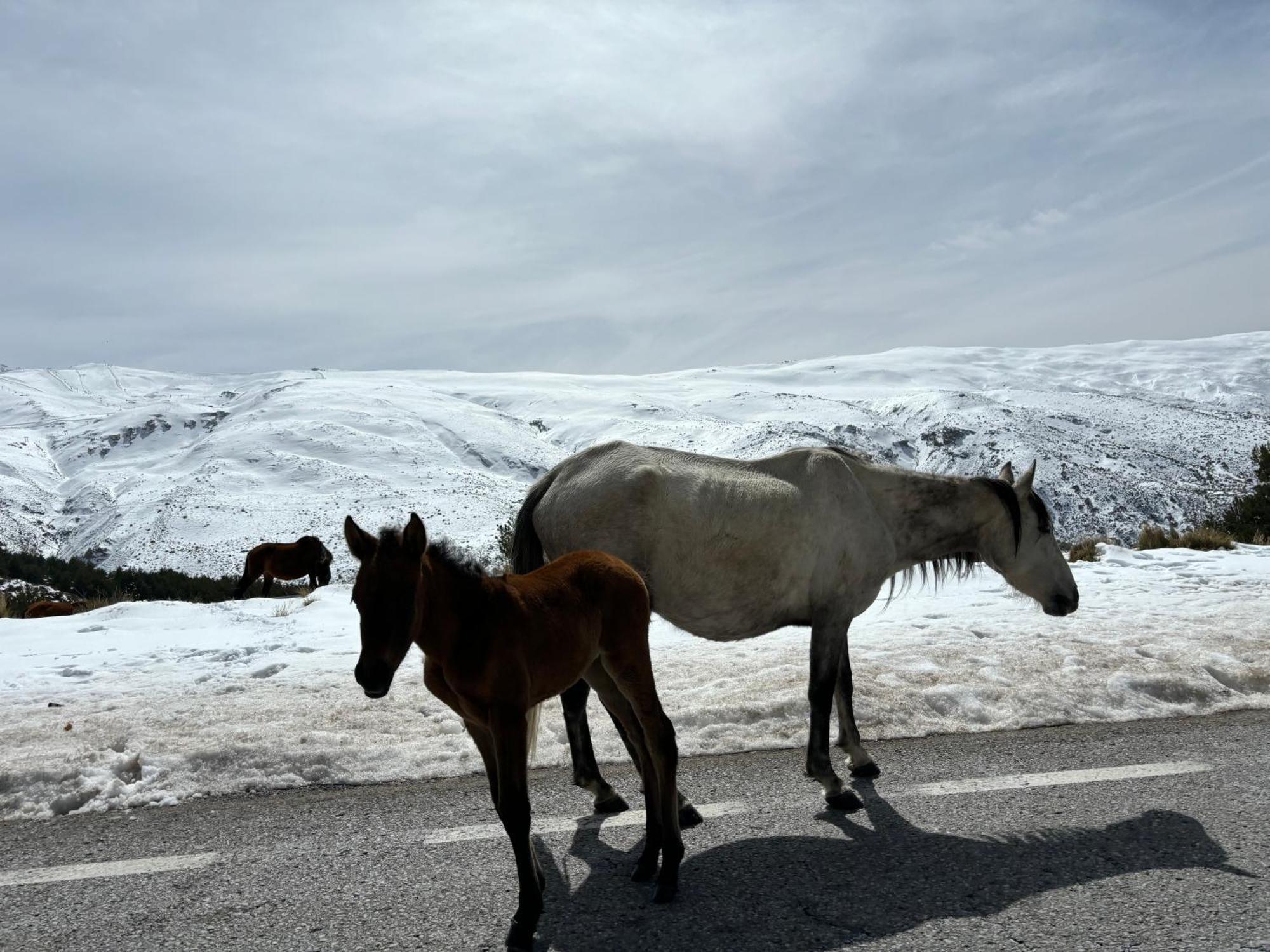 Biznaga Nevada Lägenhet Granada Exteriör bild
