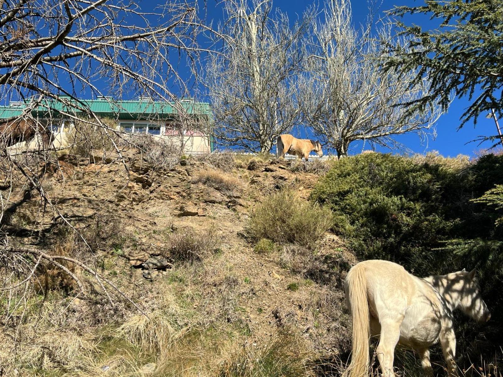 Biznaga Nevada Lägenhet Granada Exteriör bild